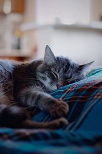 Cat sleeping at home