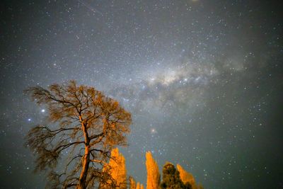 Low angle view of trees against sky at night