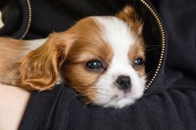 Purebred cute puppy cavalier king charles spaniel napping in arms, close-up, selective focus
