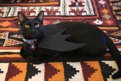 Close-up of black dog