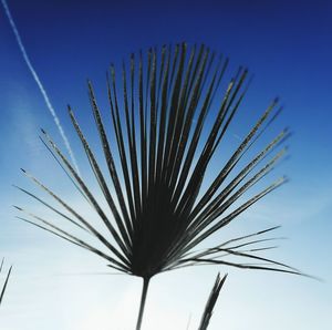 Low angle view of plant against clear blue sky