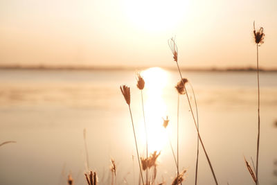 Close-up of stalks against sky during sunset