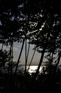 Low angle view of trees in forest at night