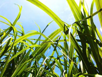 Low angle view of plants growing against sky