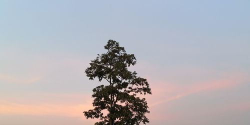 Low angle view of tree against sky during sunset