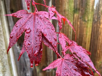 Close-up of wet maple leaves during autumn