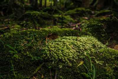 Close-up of plants growing on land