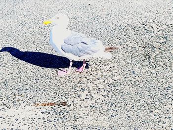 High angle view of seagulls perching on road