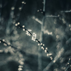 Close-up of plant against blurred background