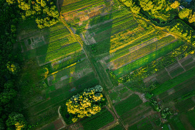 Scenic view of agricultural field