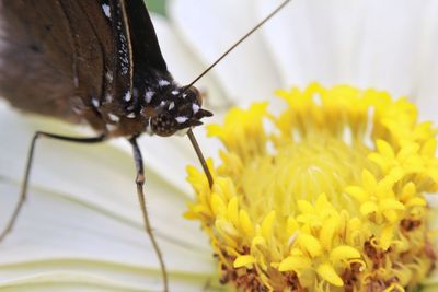 Close-up of butterfly pollinating on flower