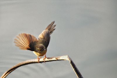 Close-up of bird flying