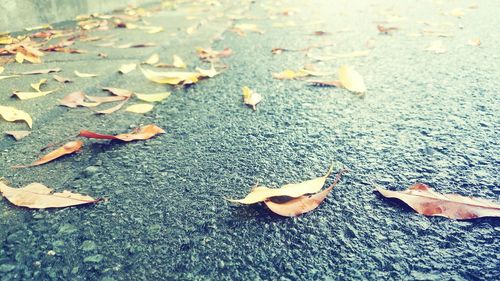 Low section of dry leaves on ground