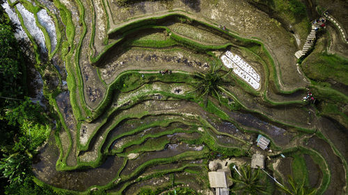 High angle view of terraced field