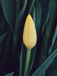 Close-up of yellow flowering plant