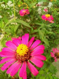 Close-up of pink cosmos flower