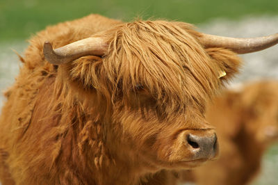 Highland cattle on field