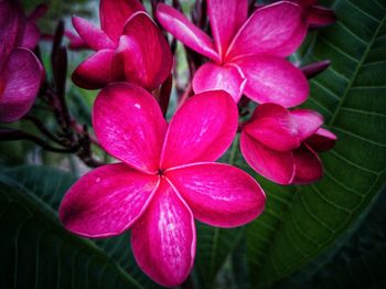 Close-up of pink flowers