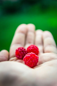 Close-up of hand holding strawberries