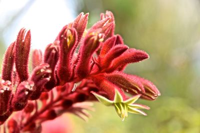 Close-up of pink flowering plant