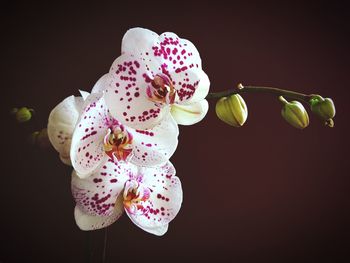 Close-up of flowers against black background