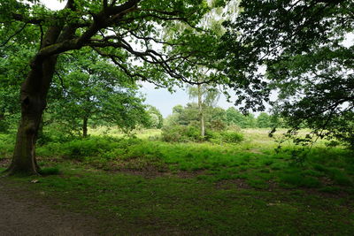 Trees on grassy field