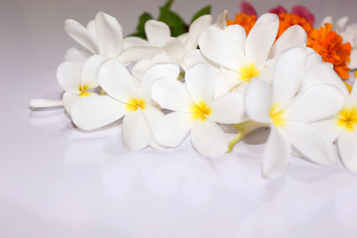 Close-up of white flowers