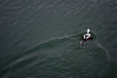 High angle view of swan swimming in sea