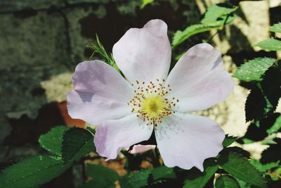 Close-up of white flowering plant