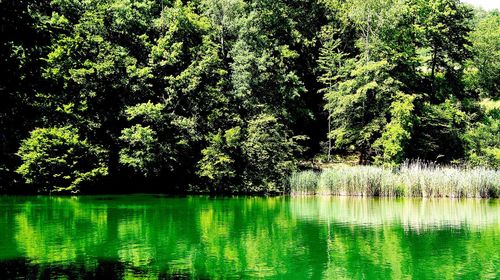 Close-up of fresh green tree by water