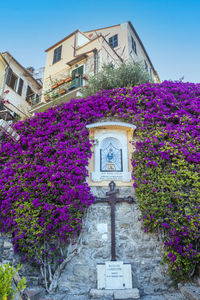 Low angle view of pink flowering plants by building