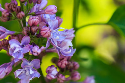 Close-up of purple flowering plants