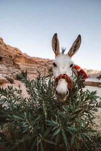 Close-up of a mule 