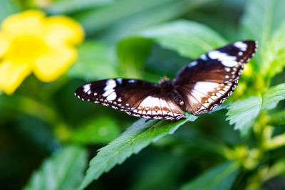 Close-up of butterfly on flower