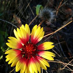 Close-up of yellow flower