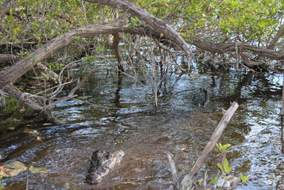 River flowing in forest