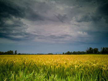 Scenic view of agricultural field against sky