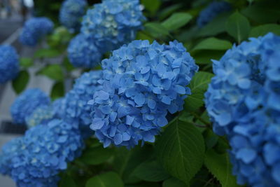 Close-up of blue hydrangea flowers