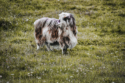 Cheep standing in field