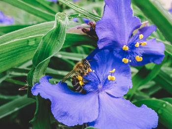 Close-up of insect pollinating flower