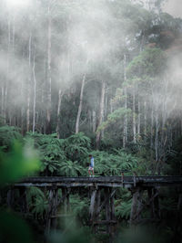 Man standing on footbridge in forest