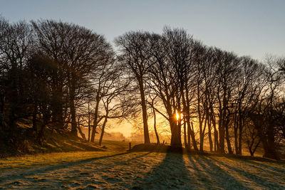 Bare trees in forest