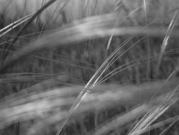 Close-up of grass against blurred background