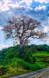 Scenic view of flowering tree by road against sky