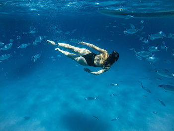 Fish swimming in sea