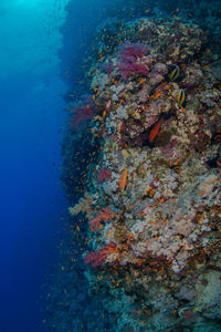 Close-up of coral swimming in sea