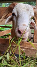 Close-up of goat