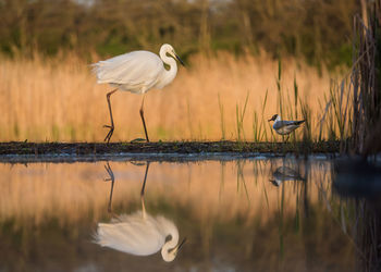 Birds reflecting in lake