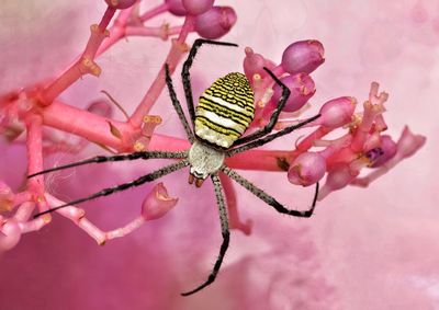 Close-up of spider on pink flower