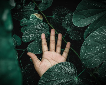 Cropped hand amidst wet plants